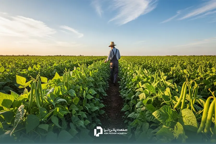 لوبیا سبز در طول دوره رشد خود نیازهای غذایی متفاوتی دارد.