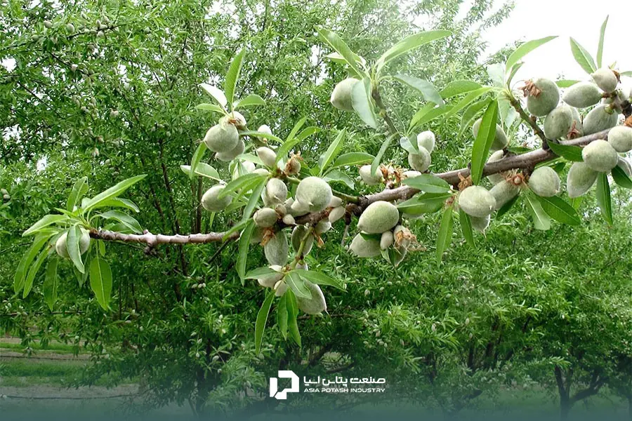 برنامه کوددهی درخت بادام ضامن رساندن مواد ضروری به باغ خواهد بود.