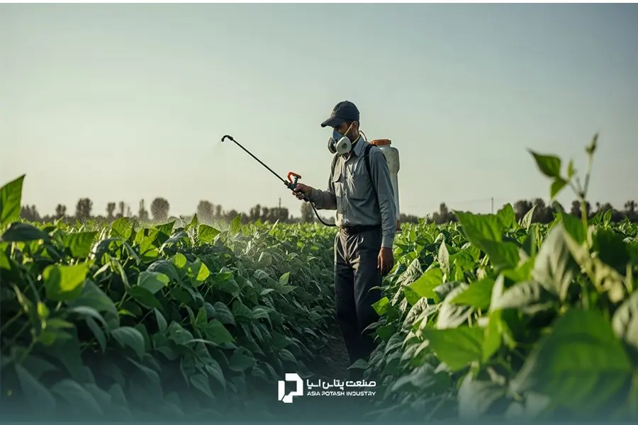 محلولپاشی روشی سریع و مؤثر برای رفع کمبود عناصر غذایی در طول رشد لوبیا سبز است.