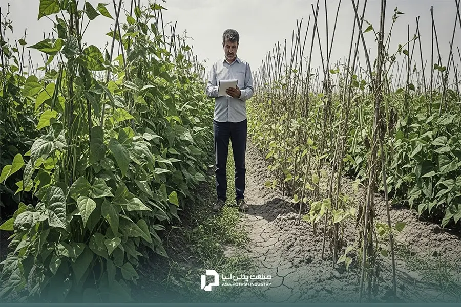 مصرف بیش از اندازه پتاسیم جذب دیگر عناصر مانند منیزیم و کلسیم را مختل میکند.