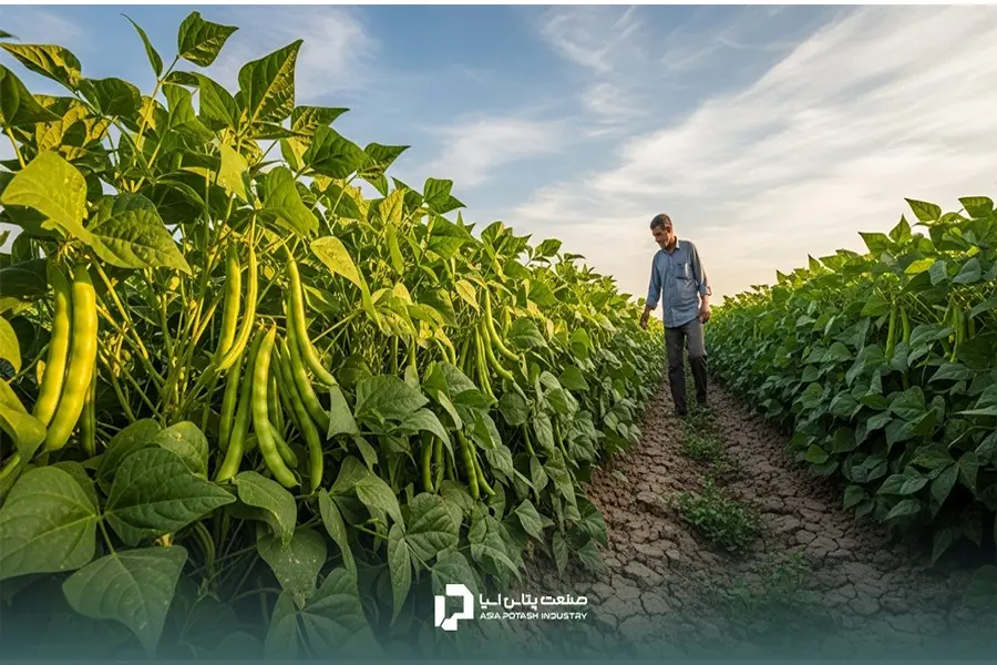 نیتروژن باعث سرعت در رشد رویشی و فسفر باعث توسعه سریع ریشههای لوبیا سبز میشود.