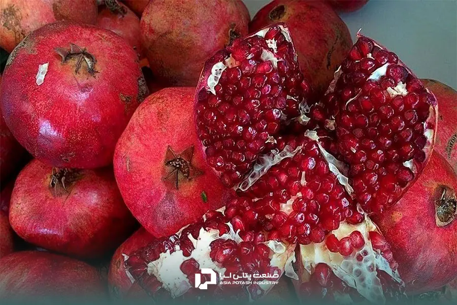 اهمیت کود دهی انار به صورت اصولی برای برداشتی با کیفیت