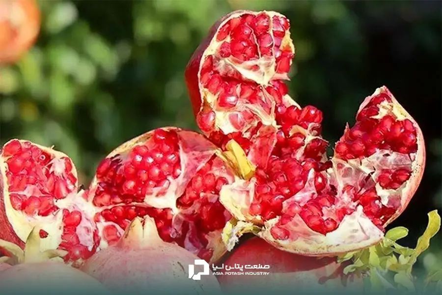 کود دهی انار یکی از عوامل شیرین&zwnj;تر شدن آن است.