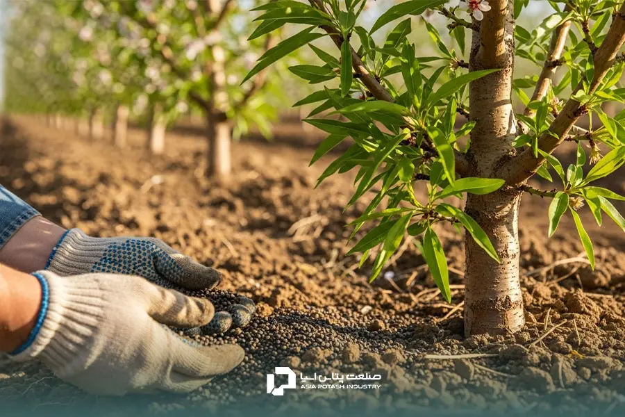 توصیه کودی بادام، یعنی پیشنهاد کود مناسب برای نیازهای باغ
