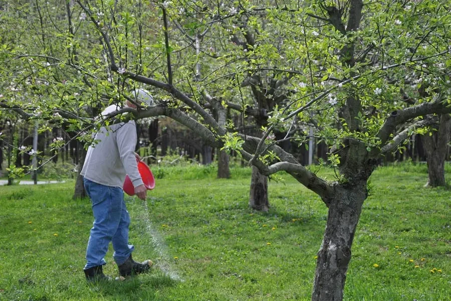 potash-fertilizer-for-apple-trees.webp