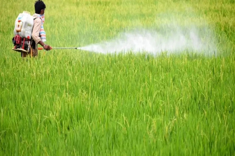 side-effects-of-too-much-fertilizer-1.webp