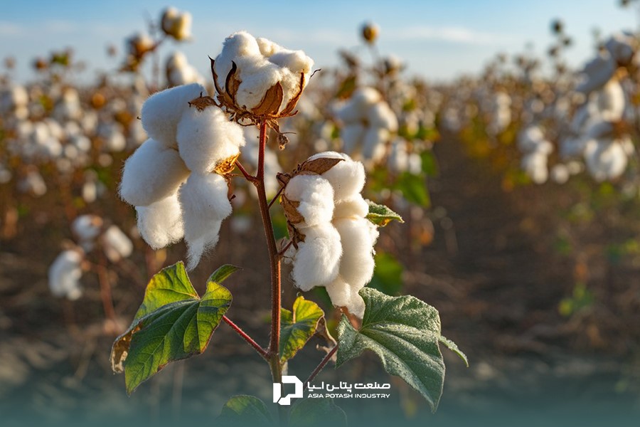 برنامه کامل کوددهی پنبه