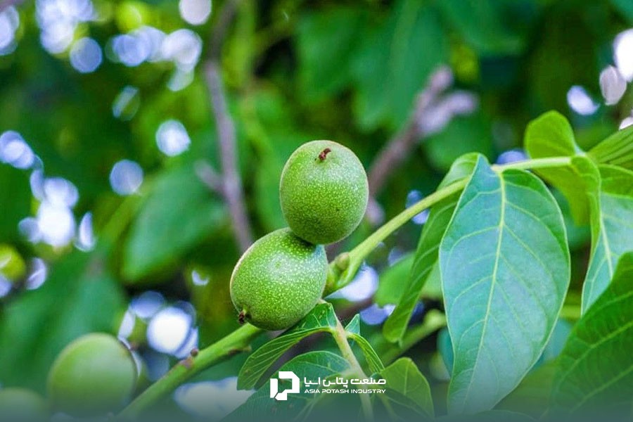 پوکی گردو و روش های پیشگیری از آن